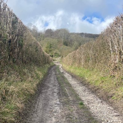 Dog Kennel Lane2