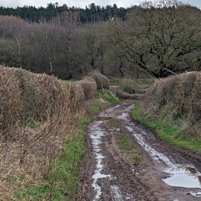 Staffordshire Shelton under Hardy2
